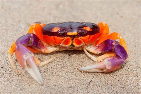 what is black crab about.